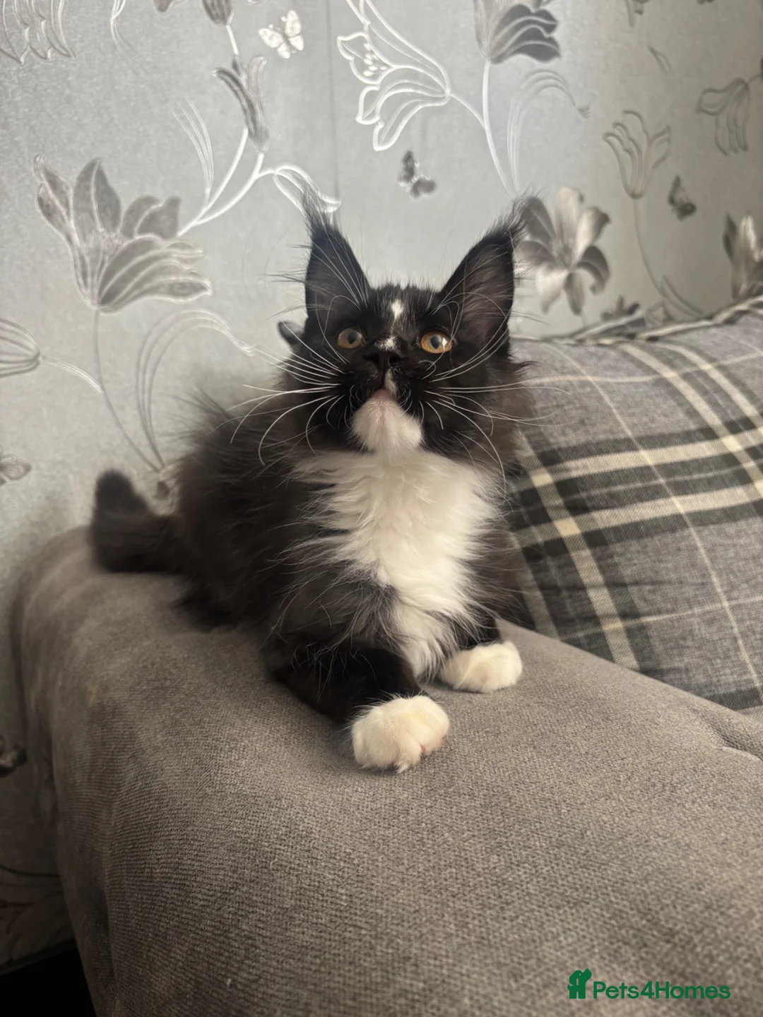 Maine Coon cats for sale: AMAZING TICA REGISTERED HEALTH TESTED KITTENS  - Advert 2