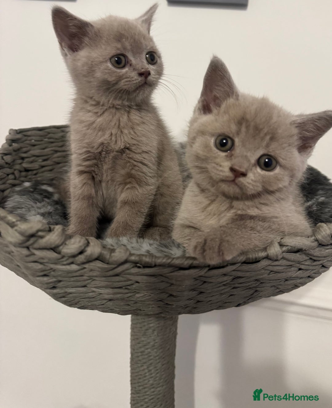 British Shorthair cats for sale:  ❤️Adorable British Shorthair Kittens❤️ - Advert 5