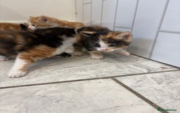 Mixed Breed cats for sale: 5 Beautiful Ragdoll/Tabby Kittens  - Image 5