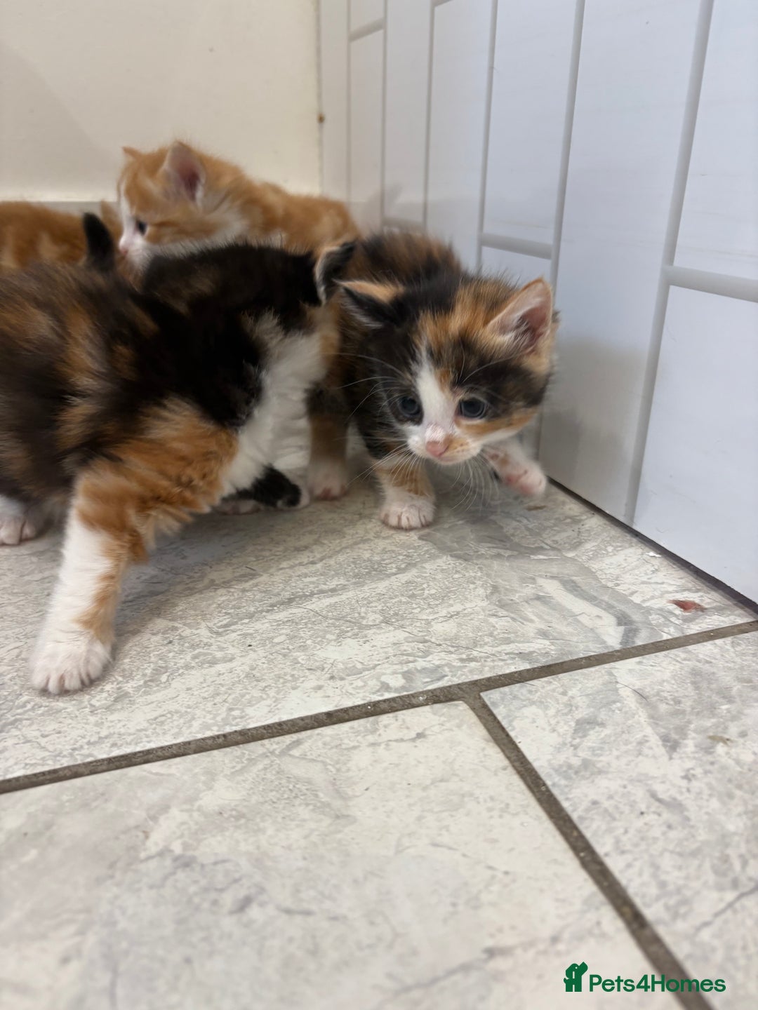 Mixed Breed cats for sale: 5 Beautiful Ragdoll/Tabby Kittens  - Image 5