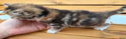 Mixed Breed cats for sale: Friendly farm kittens 2b 1g  - Advert 4