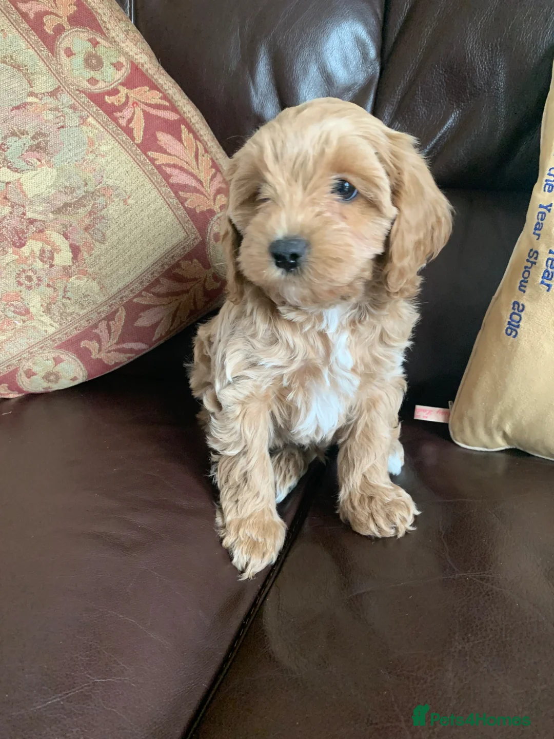 Cavachon dogs for sale: Outstanding Cavapoochon Puppies  - Advert 2