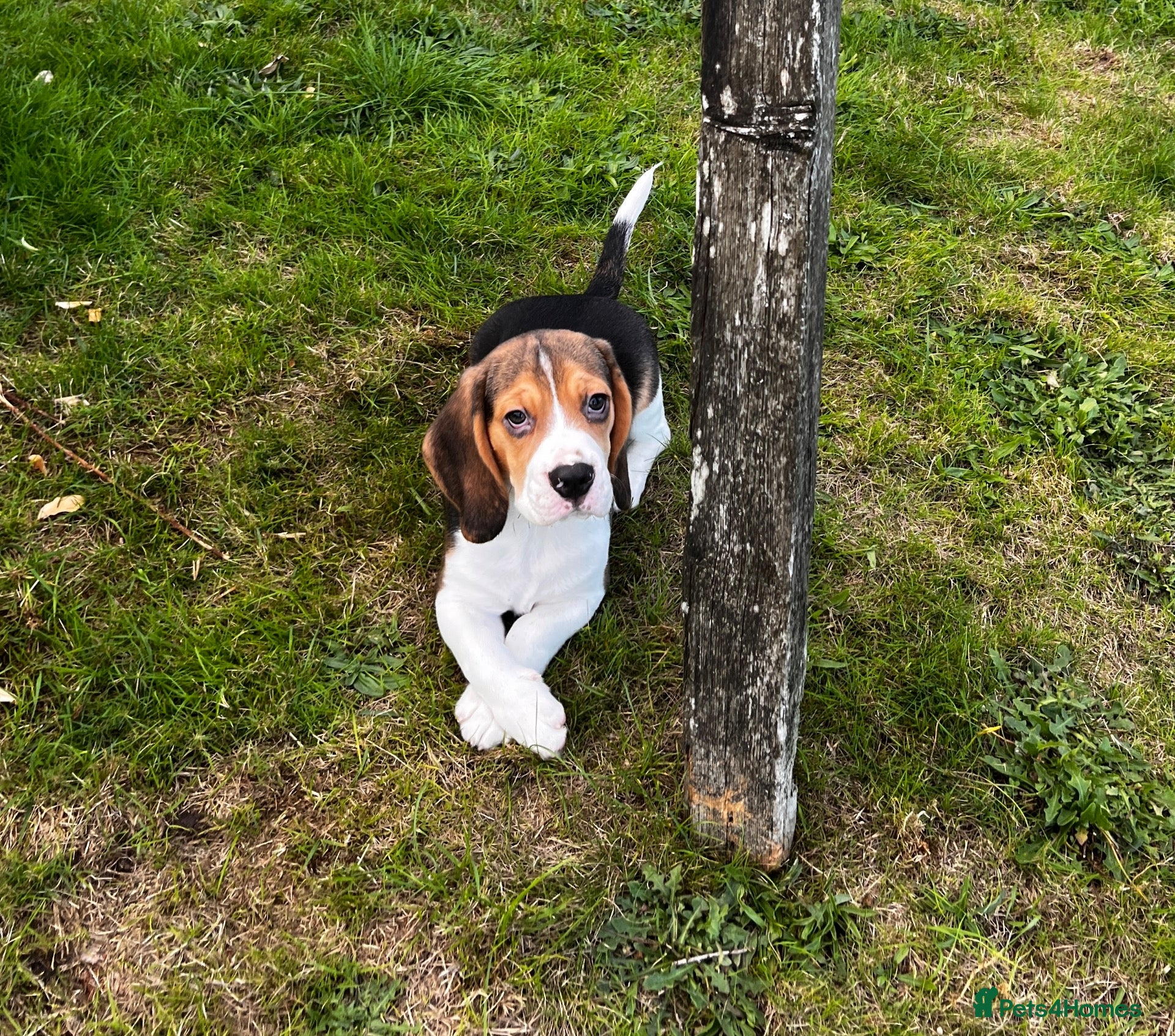 Beagle dogs KC registered and DNA health tested - Advert 2