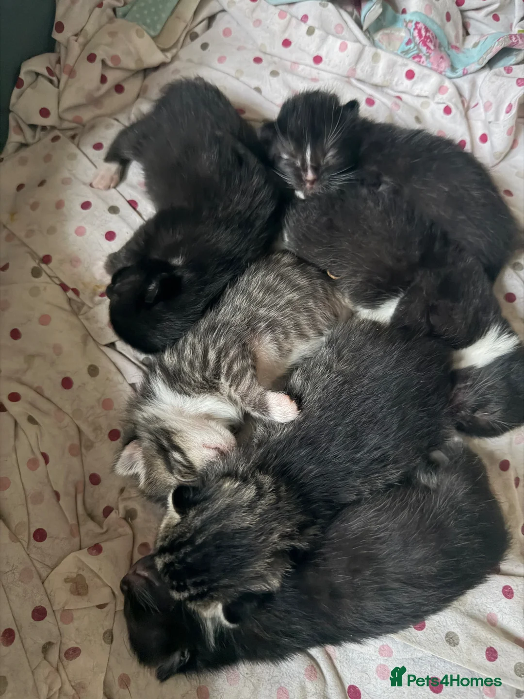 Mixed Breed cats for sale: Beautiful Kittens  in Colchester - Advert 1