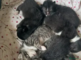 Mixed Breed cats Beautiful Kittens - Advert 8