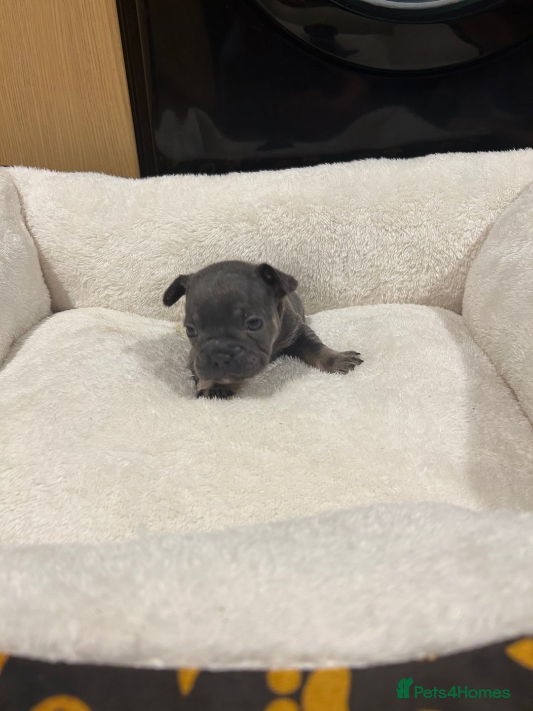 French Bulldog dogs for sale: 5⭐️ french bulldog pups 🐾 - Image 9