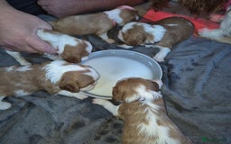 Cavalier King Charles Spaniel dogs for sale: KC Registered, Cavalier King Charles Spaniels  - Image 13