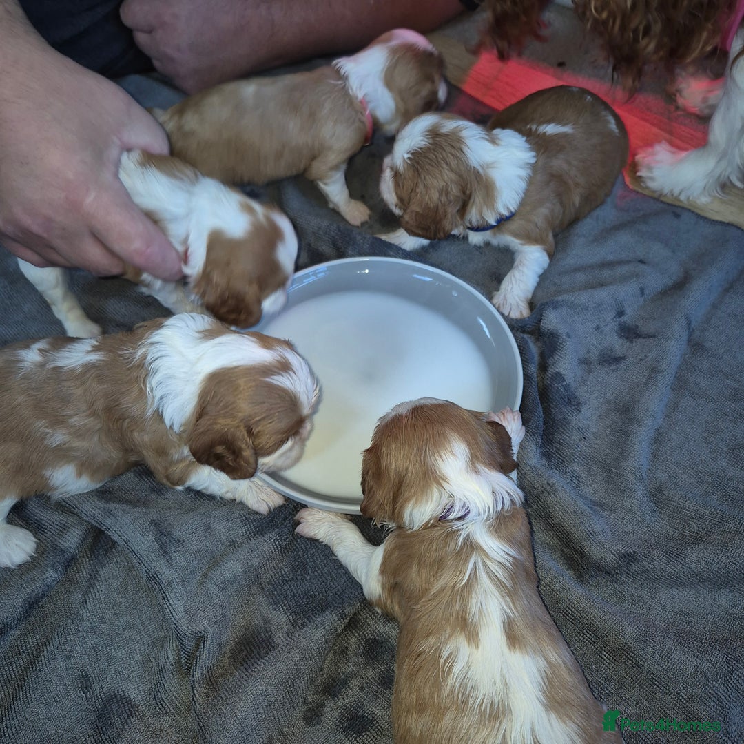 Cavalier King Charles Spaniel dogs for sale: KC Registered, Cavalier King Charles Spaniels  - Image 13