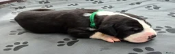 Great Dane dogs for sale: Southern Frontier Litter in Newport - Advert 2