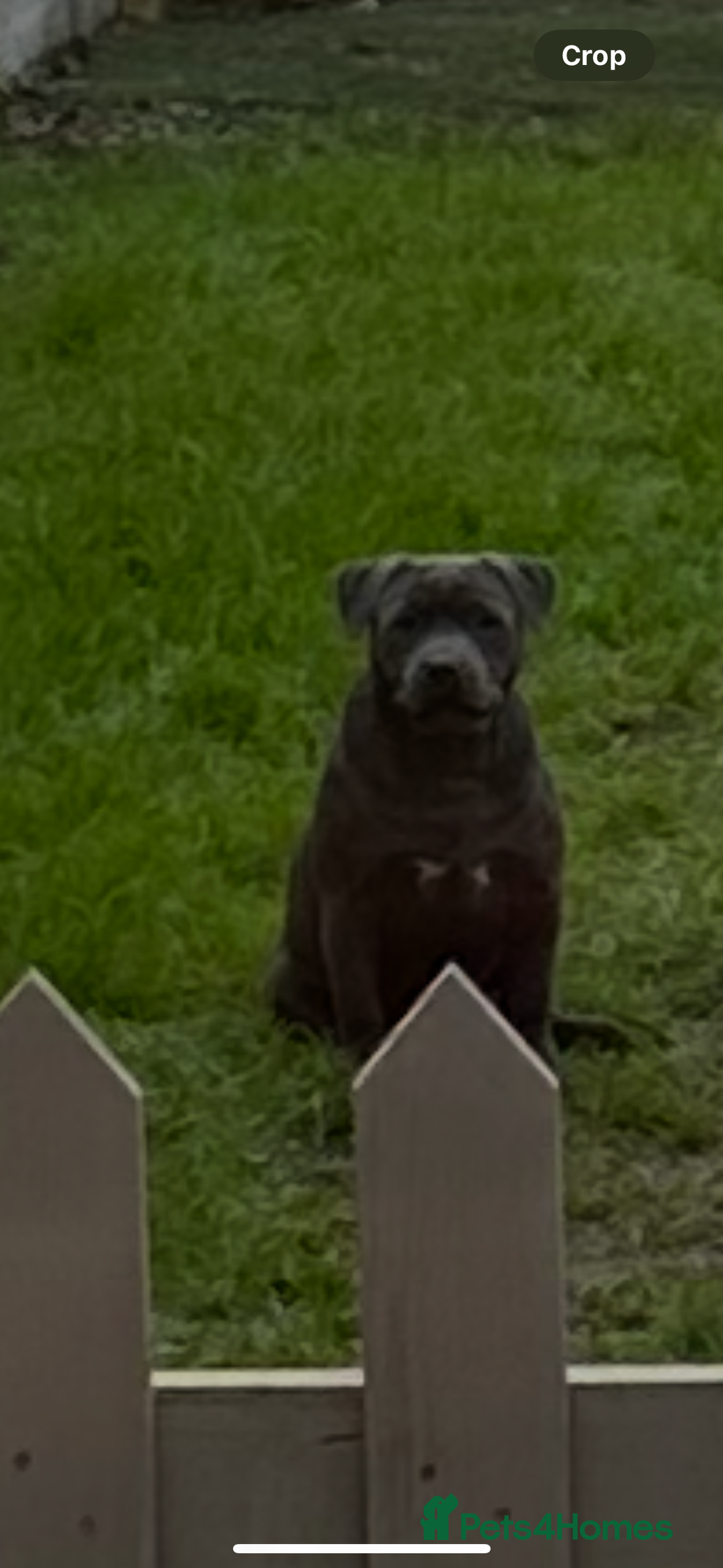 Staffordshire Bull Terrier dogs for sale: KC blue female staff  - Advert 1