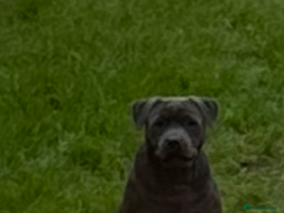 Staffordshire Bull Terrier dogs KC blue female staff - Advert 13