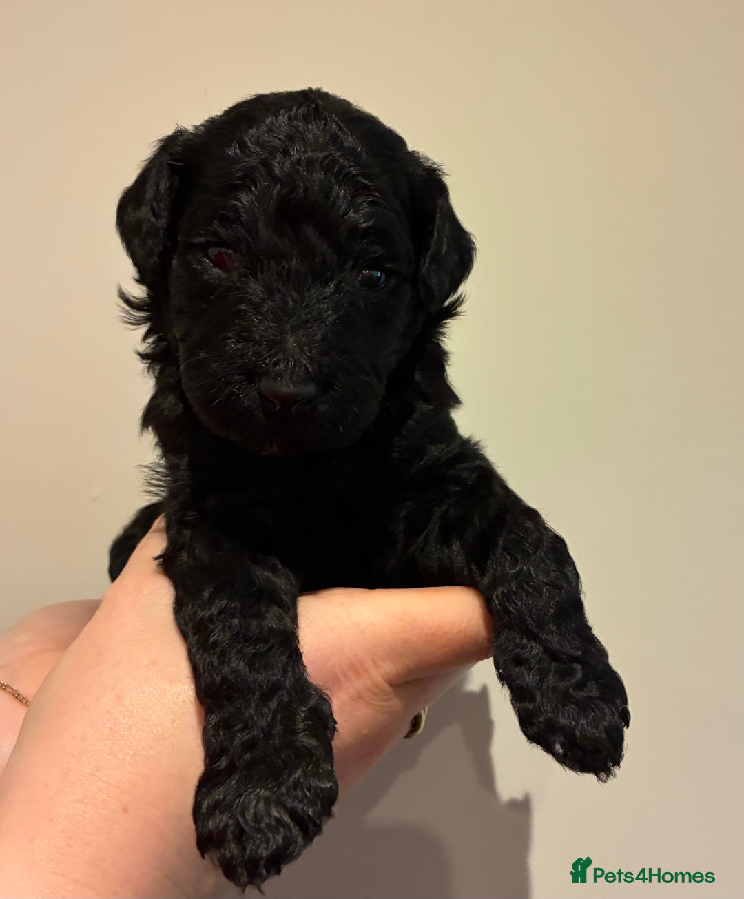 Standard Poodle dogs for sale: Beautiful KC Registered Standard Poodle Puppies - Image 22