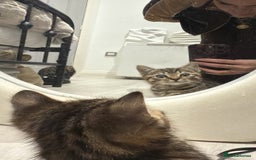 British Shorthair cats for sale: British short haired pedigree cross tabby kittens  - Image 10