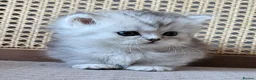 Munchkin cats for sale: Exceptional Quality & Extremely Rare Minuets - Advert 8