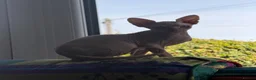 Sphynx cats for sale: Beautiful 4 month Sphynx - Advert 3