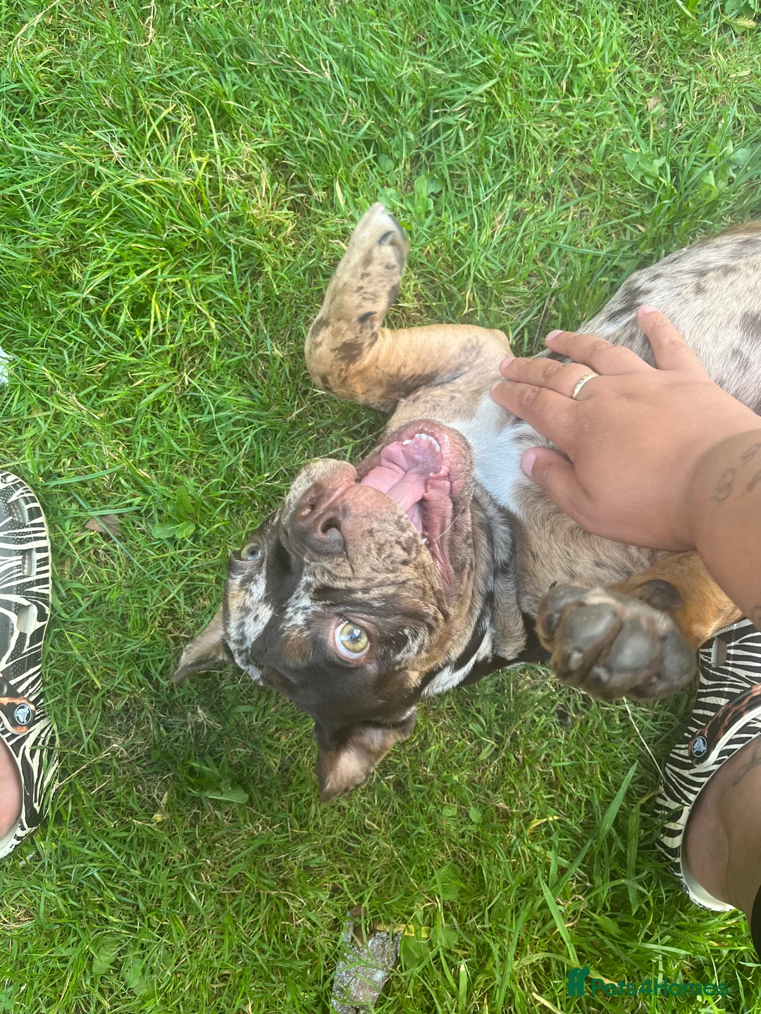 English Bulldog dogs for sale: Rebel English bull dog  - Advert 3