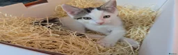 Mixed Breed cats for sale: Black and white female kitten in Dagenham - Advert 5