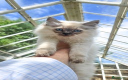 Siberian cats for sale: Gorgeous Playful Kittens - Ready for a new home! - Image 13