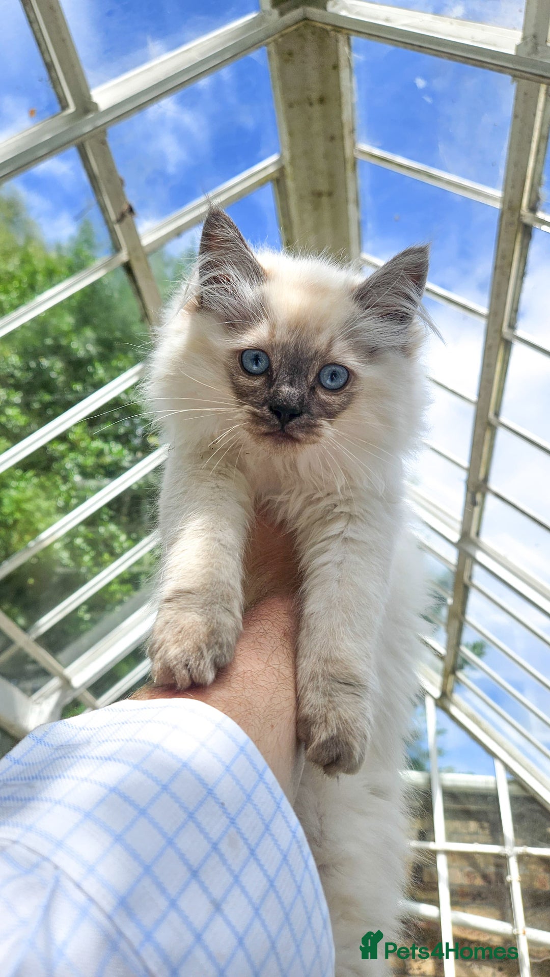 Siberian cats for sale: Gorgeous Playful Kittens - Ready for a new home! - Image 13
