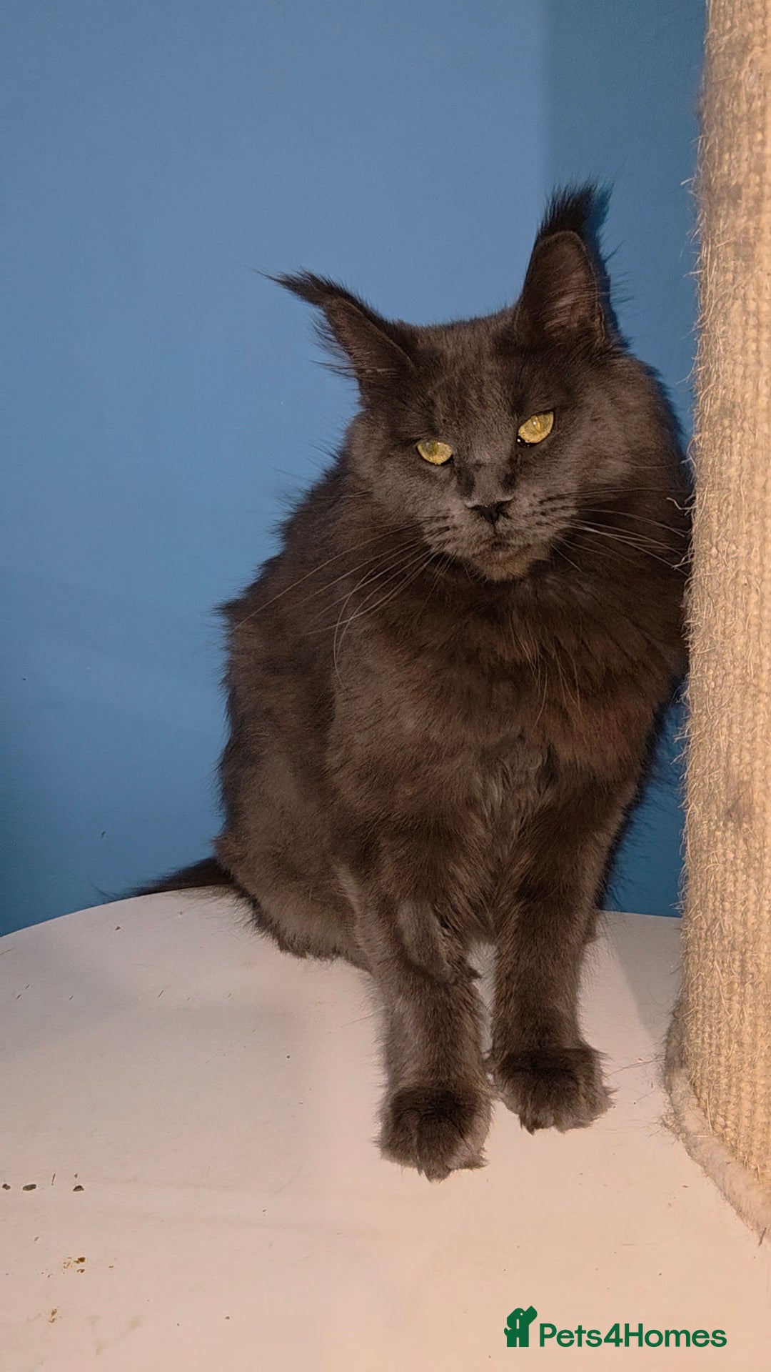 Maine Coon cats for sale: Gccf Beautiful  blue Maine Coon  - Advert 6