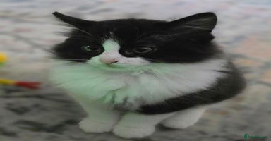 Ragdoll cats - Advert 5