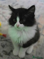 Ragdoll cats - Advert 5