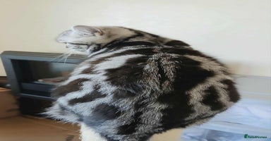 British Shorthair cats - Advert 5