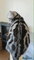 British Shorthair cats - Advert 5