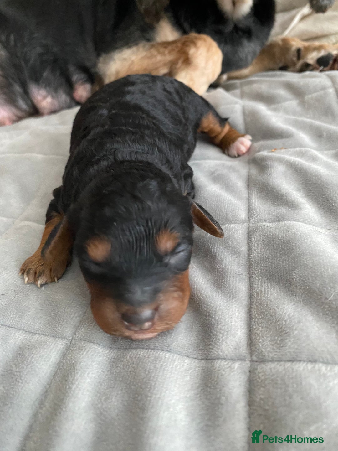 Cockapoo dogs for sale: F1b cockapoo video call viewings available  - Advert 21