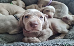 Weimaraner dogs for sale: KC reg Weimaraner pups - Image 5