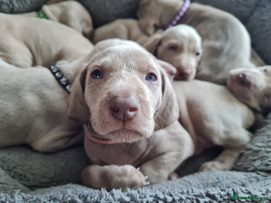 Weimaraner dogs for sale: KC reg Weimaraner pups - Image 5