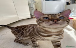 Bengal cats for sale: Cream Snow Male Bengal for Sale - TICA Registered - Image 3