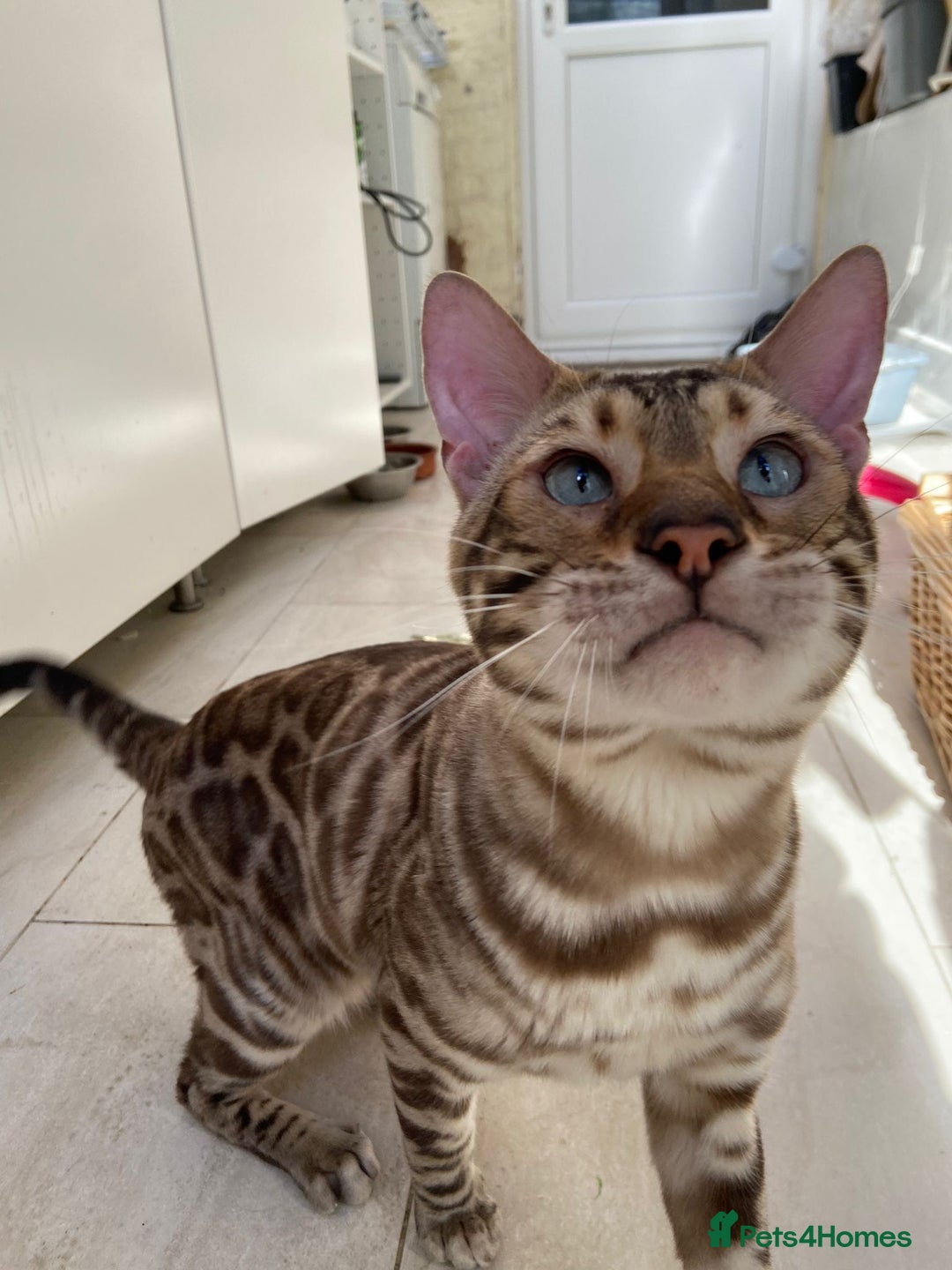 Bengal cats for sale: Cream Snow Male Bengal for Sale - TICA Registered - Image 3