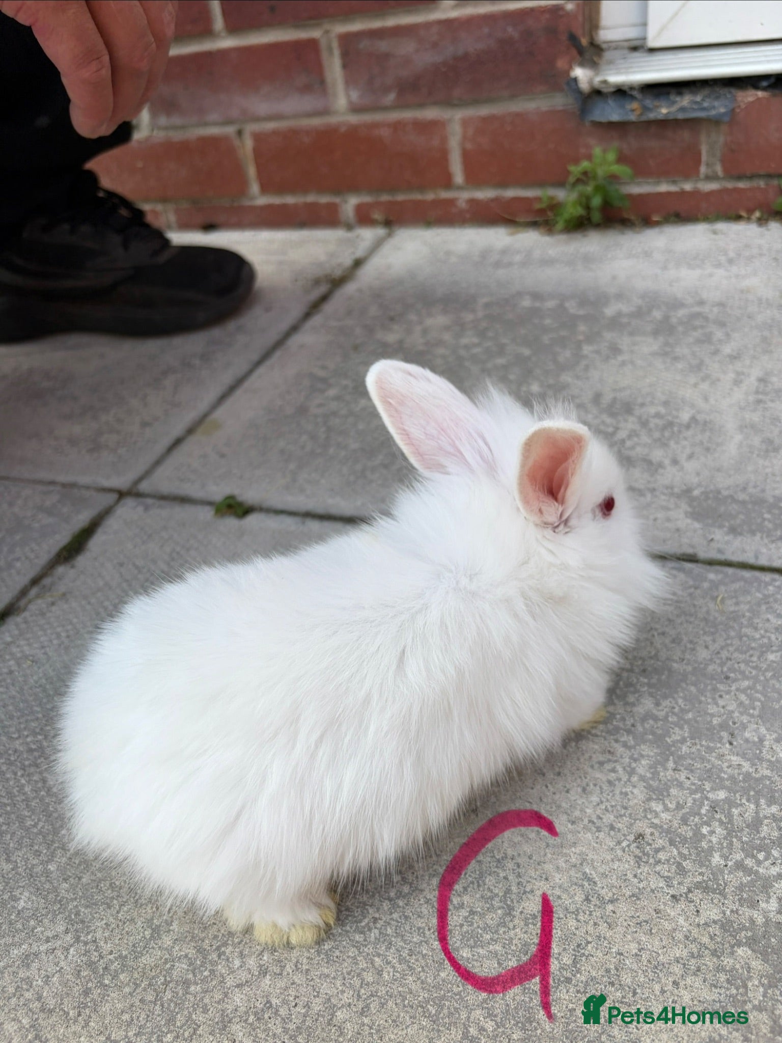 Lionhead rabbits Lionhead - Advert 14