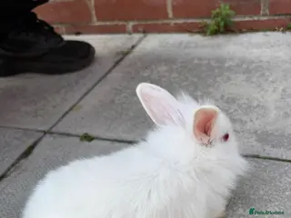 Lionhead rabbits Lionhead - Advert 14
