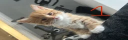 Turkish Angora cats for sale: 2 Male Ginger Turkish Angora Kittens 8 weeks old in Bushey - Advert 3