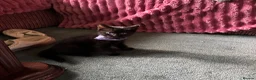 Domestic Shorthair cats for sale: Bundle of fun and love kittens in Saint Helens - Advert 3