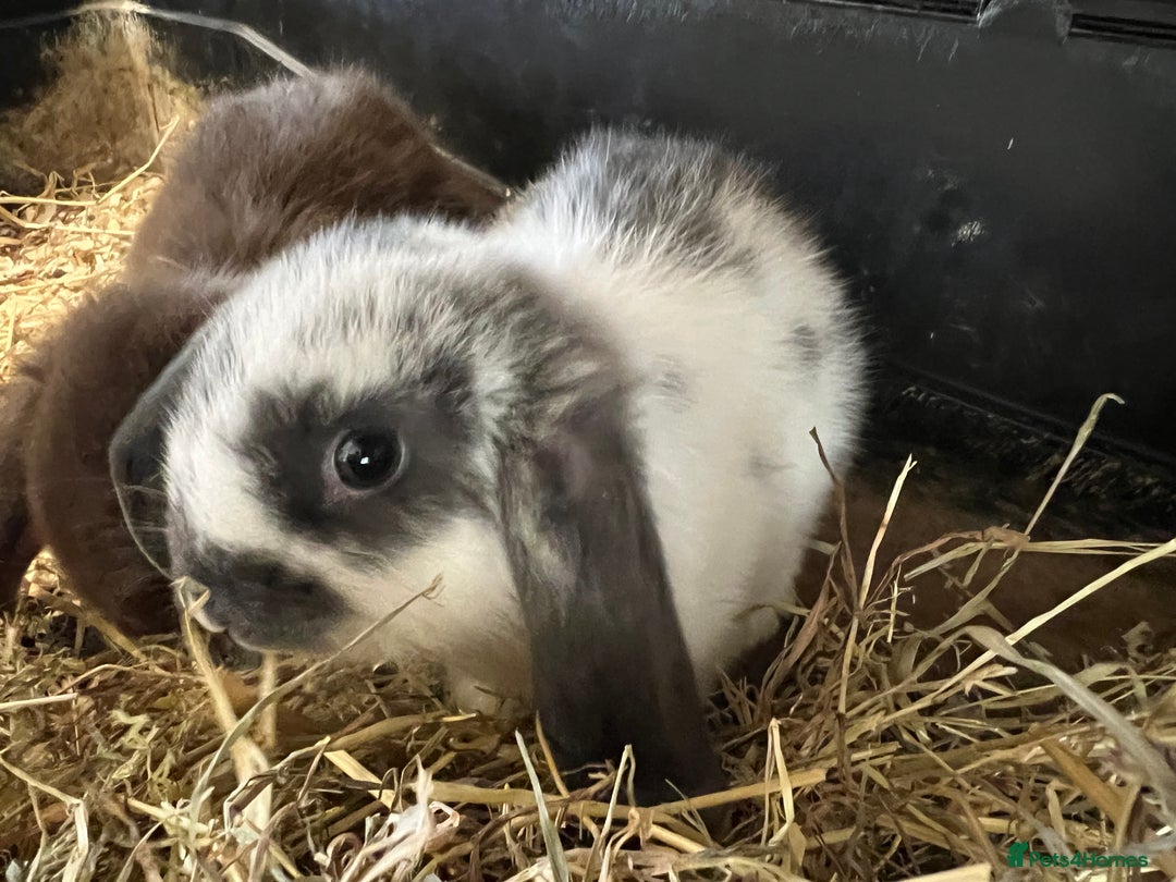 Mini Lop rabbits for sale: Super Friendly Mini Lop Babies - Image 21