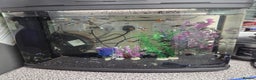 Mollies fish for sale: Guppies male and female - Advert 4