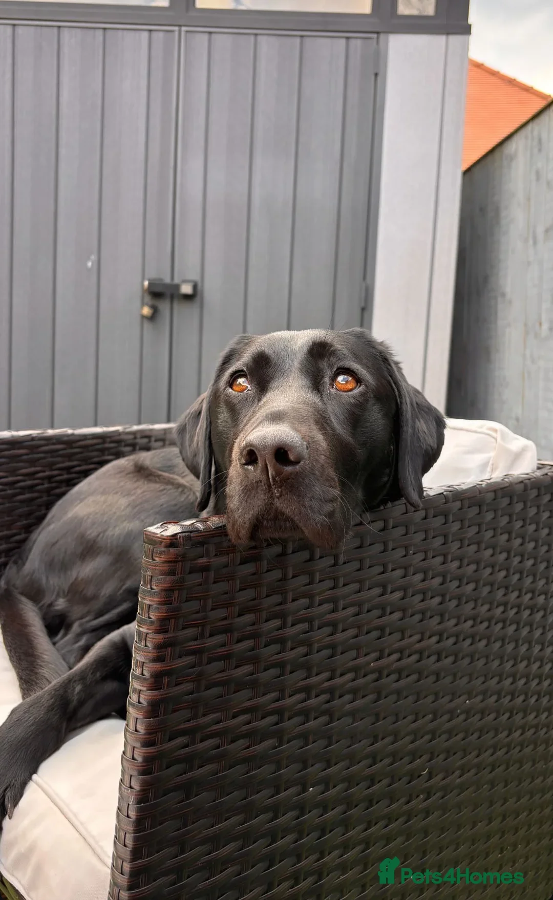 Labrador Retriever dogs for sale: Exceptional KC Reg Labradors – Black & Fox Red - Image 2