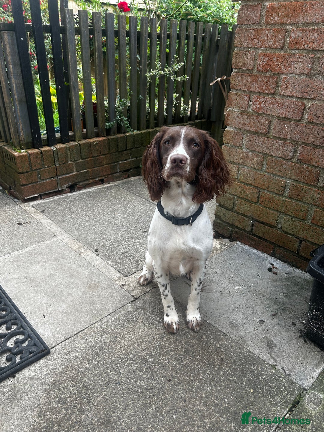 Sprocker dogs for sale: ONE BLACK BOY LEFT❤️‍🩹 - Advert 24