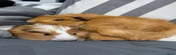 Guinea Pig rodents for sale: 2 male guinea pigs and cage  - Advert 2