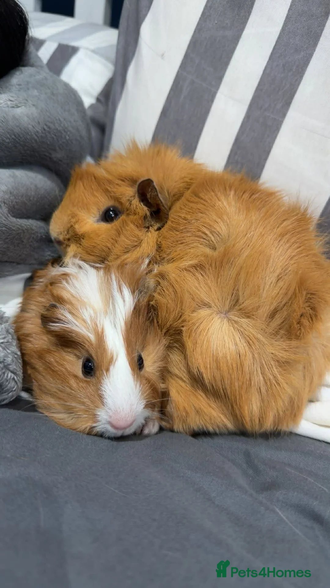 Guinea Pig rodents for sale: 2 male guinea pigs and cage  - Advert 2