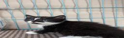 Mixed Breed cats for sale:  Beautiful Longhaired kittens  - Advert 9