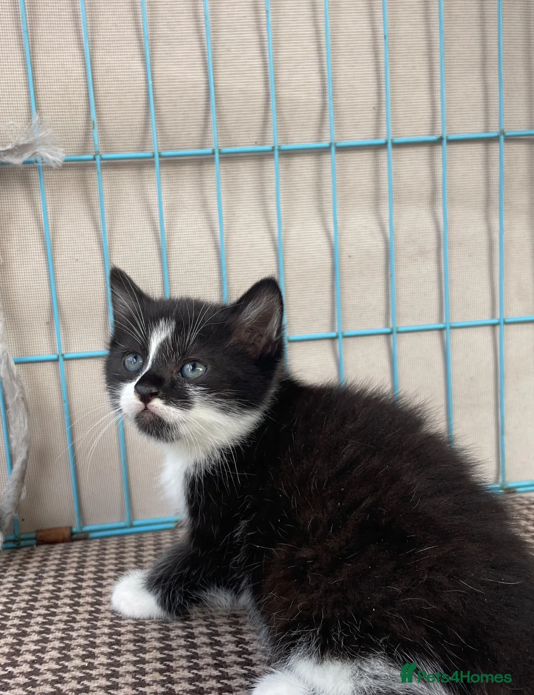 Mixed Breed cats for sale:  Beautiful Longhaired kittens  - Advert 9