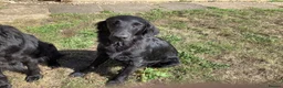 Flat coated Retriever dogs for sale: Working flat coated retrievers  - Advert 1
