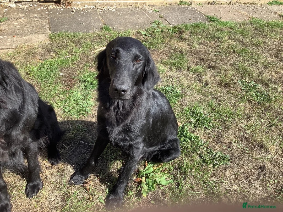 Flat coated Retriever dogs for sale: Working flat coated retrievers  - Advert 1