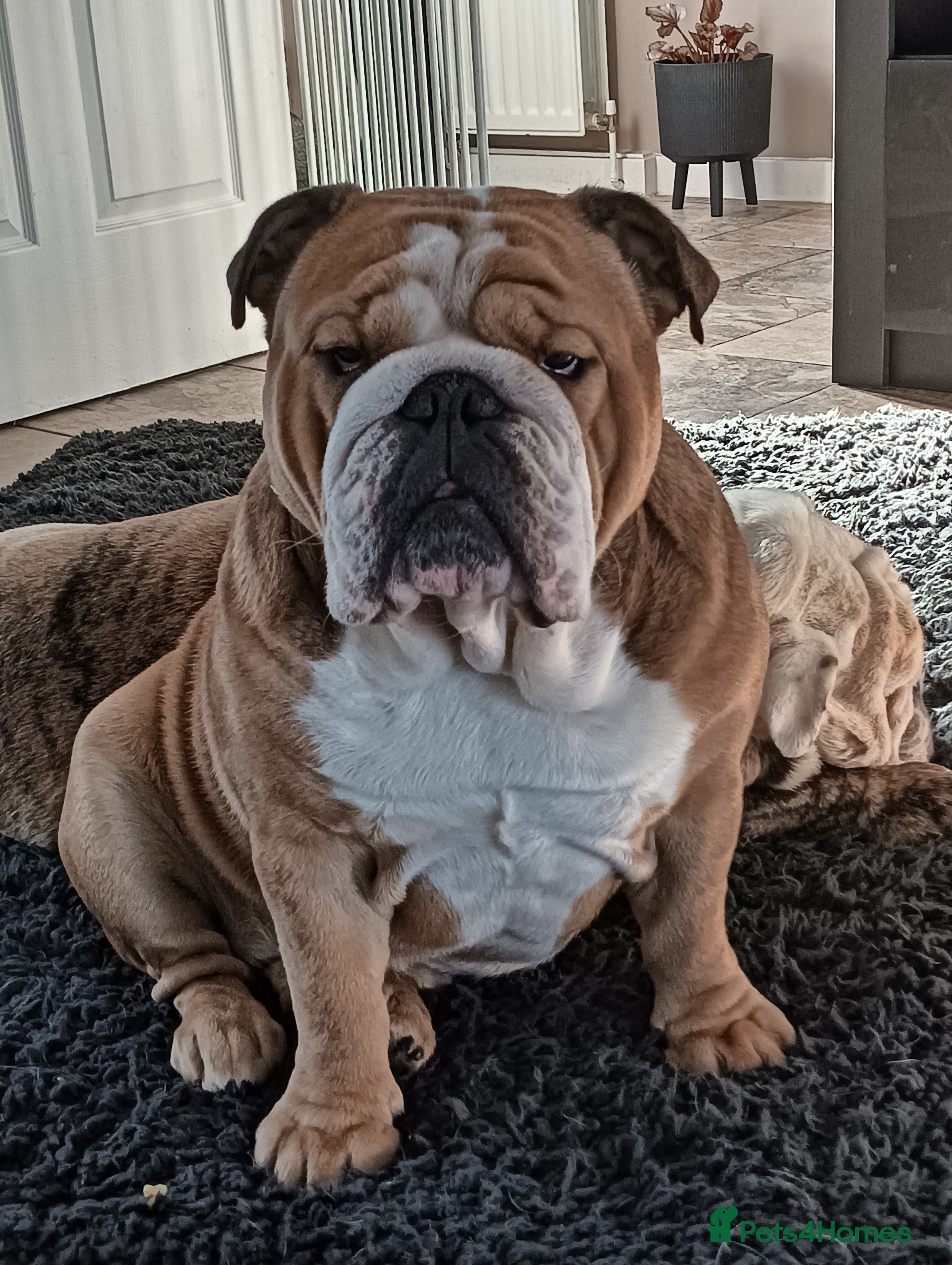 English Bulldog dogs Harry - Advert 17