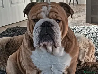 English Bulldog dogs Harry - Advert 17