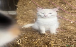 Siamese cats for sale: Two left reduced to find good homes !!!!  - Image 17
